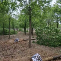 山东白蜡,2-20公分白蜡园林工程绿化景观白蜡树苗