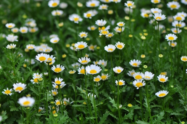 白晶菊 、小白菊、晶晶菊 