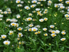 白晶菊