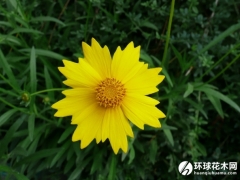 金鸡菊