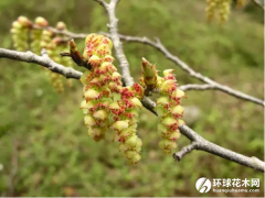 普陀鹅耳枥