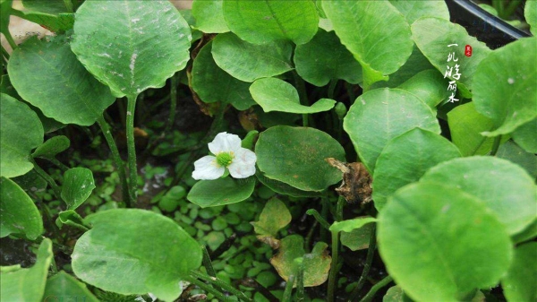 长喙毛茛泽泻