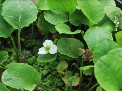 长喙毛茛泽泻