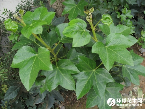熊掌木