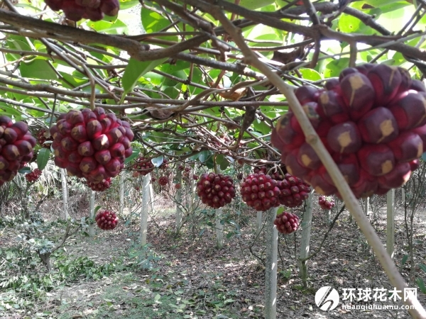 布福娜、藤刚精、大血藤仙果、牛头果、冷饭团（海南植物志）、过山龙藤（海南）