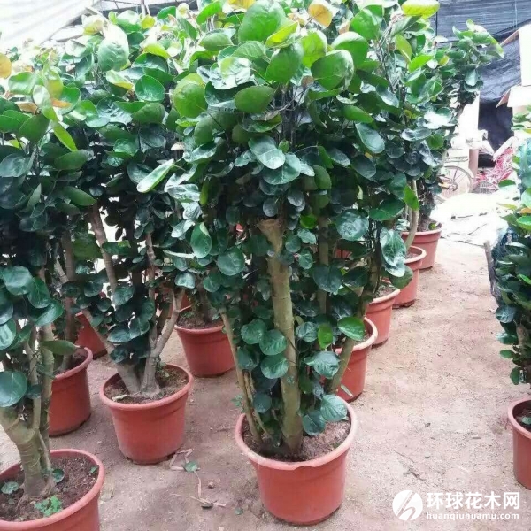 圆叶福禄桐