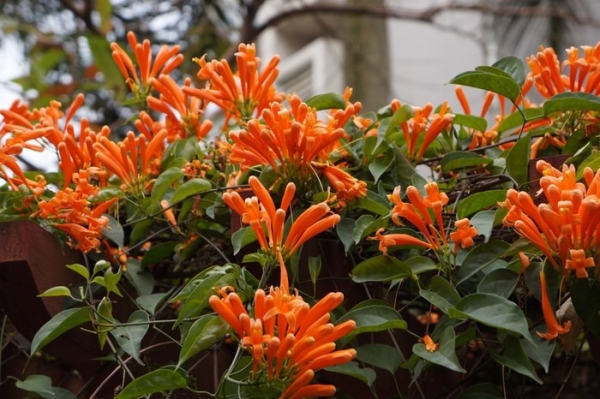 炮仗花、鞭炮花、黄鳝藤