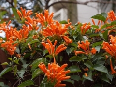 炮仗花