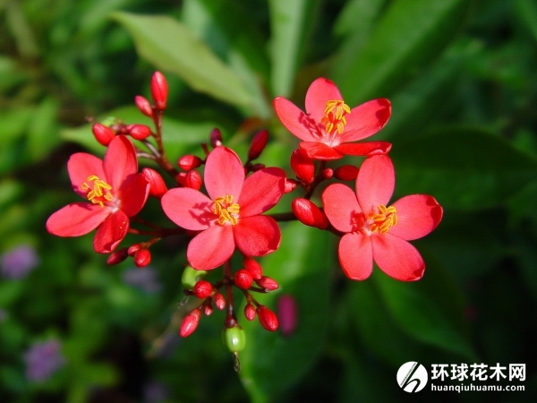 琴叶珊瑚