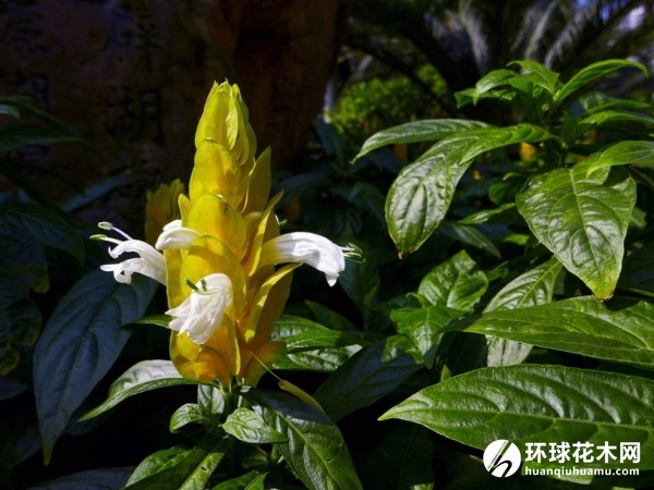 金苞花、黄虾花、珊瑚爵床、金包银、金苞虾衣、花黄色皇后、黄金宝塔