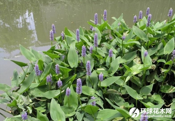 再力花、水竹芋、水莲蕉、塔利亚