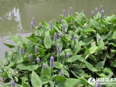 再力花