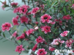 澳洲茶