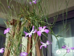 麦仙翁