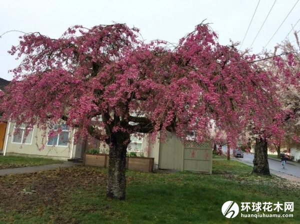 八重红枝垂樱