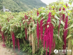 尾穗苋