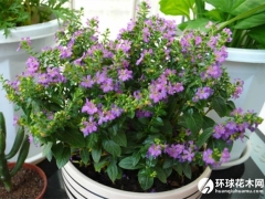 紫萼距花