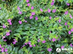 萼距花