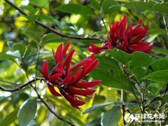 龙牙花