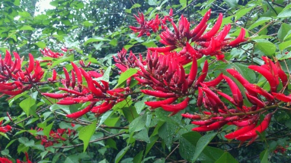 象牙红、龙牙花、龙芽花、乌仔花、象牙红、英雄树、珊瑚刺桐、珊瑚树