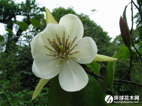 长蕊木兰
