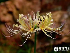 稻草石蒜