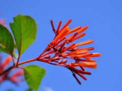 希茉莉