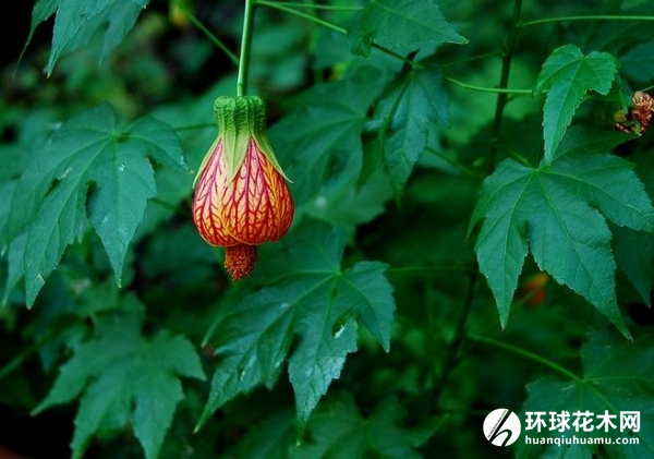 金铃花、灯笼花、网花苘麻、红脉商麻