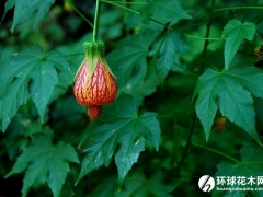 金铃花