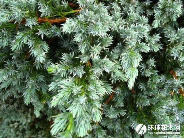 翠蓝柏、粉柏、翠柏、山柏树