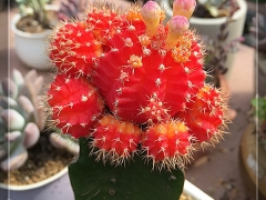 绯牡丹