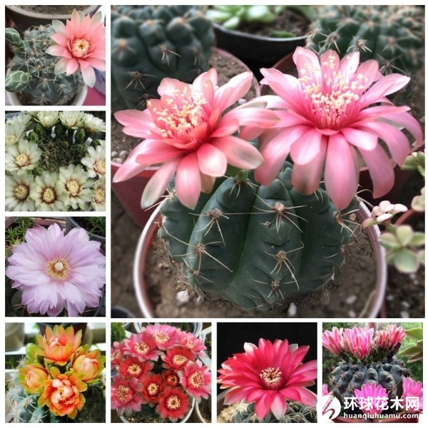 绯花玉