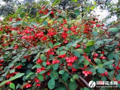 水栒子