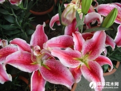 葵百合