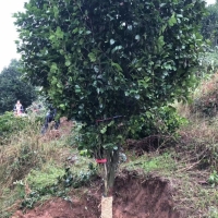 茶花,四川茶花10公分高杆大茶花挖树现场