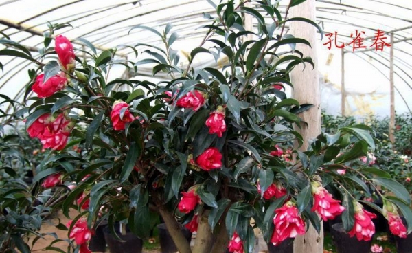 孔雀椿茶花