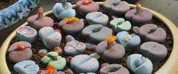 生石花、生石花属、元宝、象蹄、屁股花