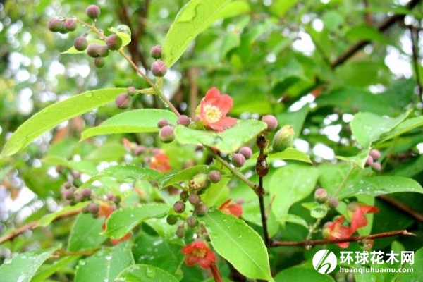 黄牛木、黄牛茶、雀笼木、黄芽木、梅低优