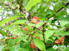 黄牛木