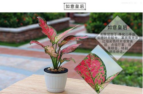 如意皇后
