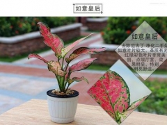 如意皇后