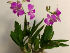 蝴蝶石斛