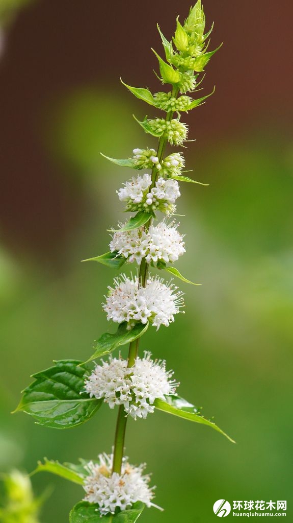 薄荷花、水薄荷、鱼香草、苏薄荷