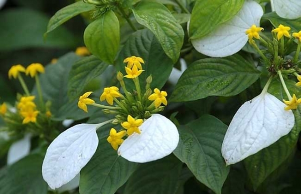 玉叶金花