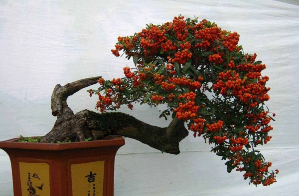 火棘盆景