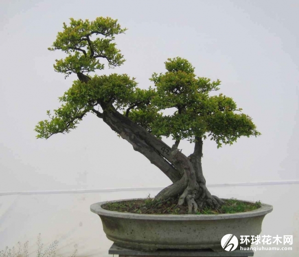 雀梅盆景