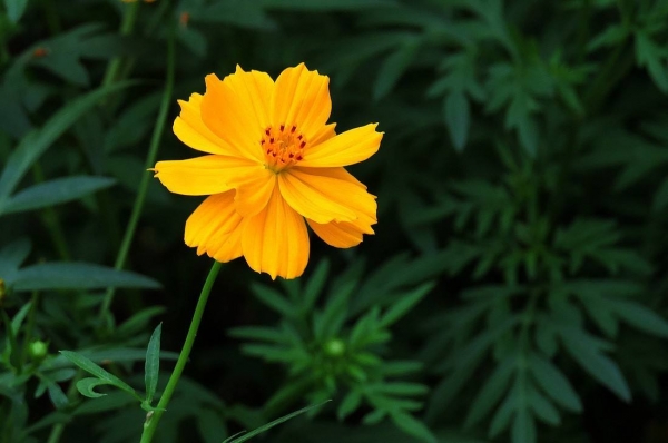 硫华菊、黄秋英、黄花波斯菊、硫黄菊、硫磺菊、黄芙蓉