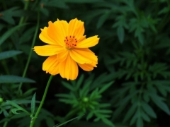 硫华菊