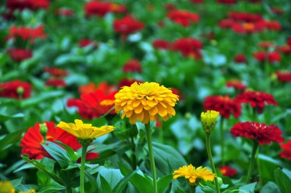 百日菊、百日草、步步高、火球花、对叶菊、秋罗、步步登高