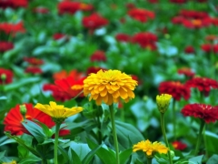 百日菊